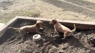 The twins love their outside time playing together 