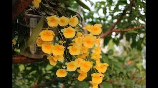 Dendrobium lindleyi (aggregatum) и его сожитель- паук)