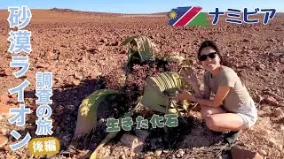 過酷な環境を生き抜く砂漠ゾウに大接近！世界最古のナミブ砂漠の世界でサファリ！