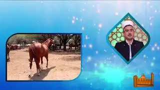 مامۆستا فاتیح زنجیرە باسی  زیندەوەران ئەسپ