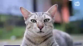 Panleucopenia felina: el virus silencioso que amenaza la vida de los gatitos