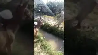 # Donkey's Jump #donkey