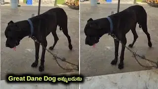 top quality Great Dane dog for sale in telugu/ 99516 26889 /aj pets