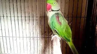 Preparation of breeding box for ring-neck and mountain parrot|Breeding Box Installation