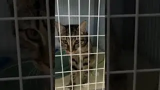 adopt Harvey at Shelby Humane! #adoptacat #adoptablecat #catlovers