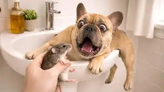 Funniest Dog Pranks & Surprised Reactions 🐶 Best Funny Pet Moments 2026