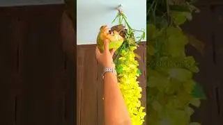 Red whiskered Bulbul in our 🏠🏠🏠|Bulbul shorts|bindus cookbook#birds #birdfeeding