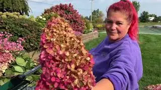 Panicle Hydrangeas Update September 2023
