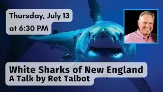 White Sharks of New England: A Talk by Ret Talbot