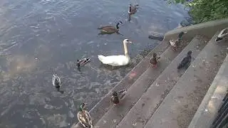 Ducks relaxing on Stairs #ducks #stairs #swan #birds