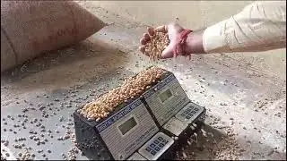 CV Comparing Soyabean seed Digital Moisture Meter DMM3 DMM2