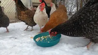 Chickens Eating a Hard-Boiled Egg | Flock Feeding Time