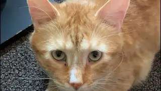 Doing Mouth Sounds at My Cat #ASMR #Short #Shorts