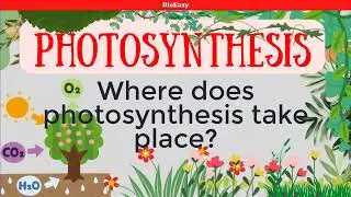 Where does photosynthesis take place? Light Dark reaction | Absorption Action spectrum | chloroplast