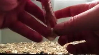 Тест танка Zoom Speed ​​Craw