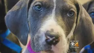 Rescued From A Rescue: Woman Convicted Of Animal Cruelty Faces Sentencing