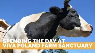 Vegan Travel to Viva! Poland Animal Sanctuary