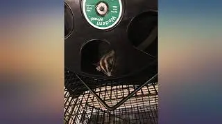 Nail-O-Matic Insert PLUS Wodent Wheel Senior & Tail Shield review