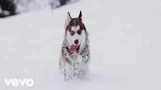 Floodfall - Snow Dogs