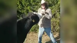 Cow Tipping with Tim