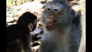 Why Mom Monkey do like this to Newborn Monkey?