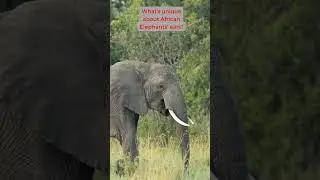 African elephants ears importance #shorts