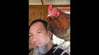 Feathered Friends of Lemon Egg Ranch 🐔🦆 | Blackie, PuffBall the Rooster, Ducks, and &ldquo;Yellow Flower&rdquo;