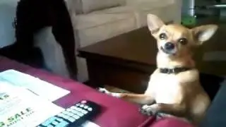 Cute Dog Jumping