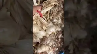 NARC G1 Garlic Seed | Etihad Farms