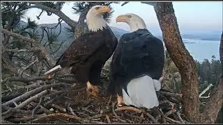Big Bear Eagles~We're BACK! Shadow Delivers 1st Stick Of The Season! Nips At Jackie's Tail 💕 10.4.20