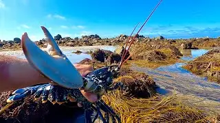 NIGHT & DAY Foraging Low Tide ! Lobster Catch Clean Cook !