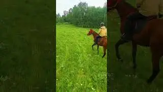 Fresh green field riding horse is calm 2