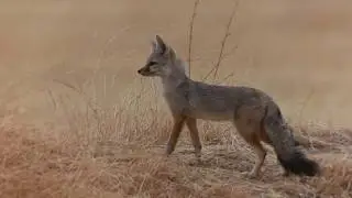 Indian Fox