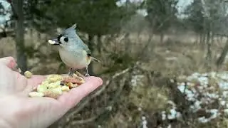 Hand-feeding Birds in Slow Mo - Tufted Titmice 
