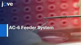 In Vitro Generation of Dendritic Cells using AC-6 Feeder System | Protocol Preview