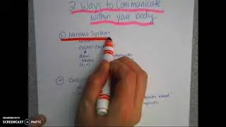 Types of Neurons & Systems of Communication in the Body