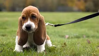 How to Teach Your Dog to Sit/Stay &mdash; Training Made Simple
