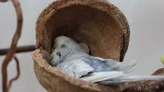Die Pamuk-Mupfel 🥰