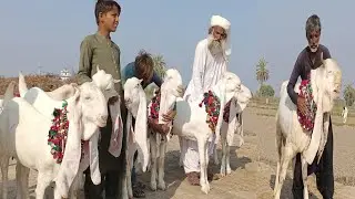 Gulabi goats Mangal Khan Bugti