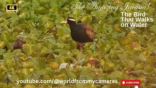The Amazing Jacana! The Bird That Walks on Water | #jacana #wildbirdphotography #birds