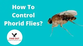 How To Control Phorid Flies In Home?
