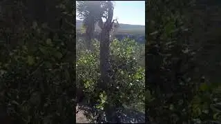 CANION   MUITO BONITO - SENG&Eacute;S - PARAN&Aacute;