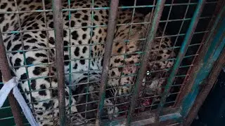 @udaipurtimes  Captured Man-eater Leopards to be shifted to Sajjangarh Biological Park in Udaipur.