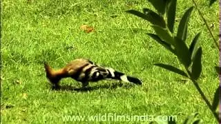 Hoopoe eating little worms