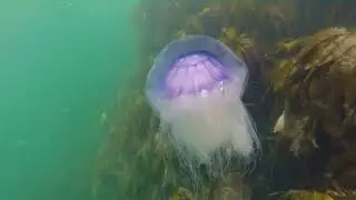 Kayaking Firth of Forth 2019