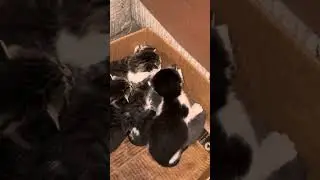 8 kittens - 19 days old - 4k