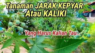 Tanaman JARAK KEPYAR Atau KALIKI Manfaat Yang Harus Kalian Tau | Dulang | Gloah | Ricinus Communis L