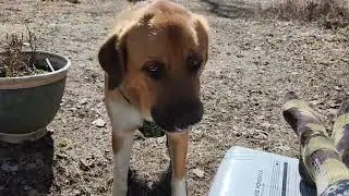 Giant Dog Plays Fetch with Tiny 'Toy'