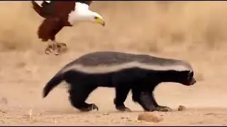 Honey Badger Attacks an Eagle to Steal Its Food