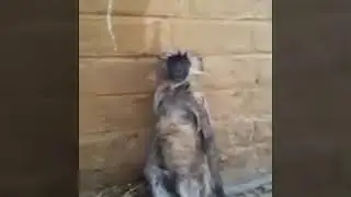 440 Volts Monkey after electric shock